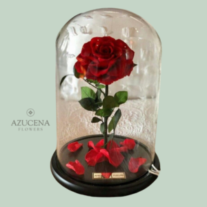 Rosa Preservada roja